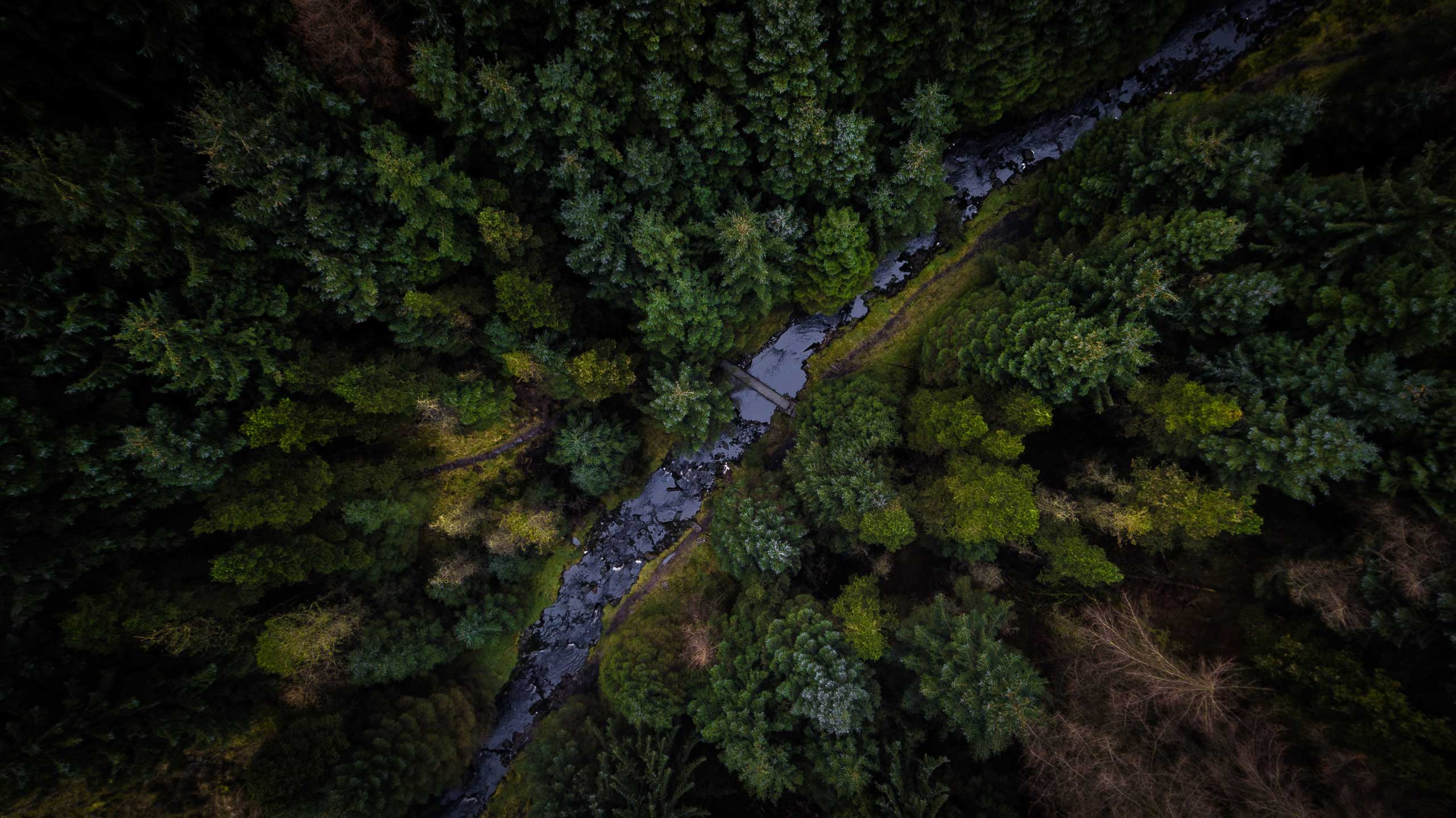 Aerial forest landscape